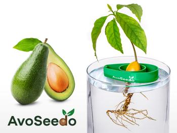 AvoSeedo - züchte Avocado