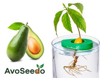 AvoSeedo - züchte Avocado